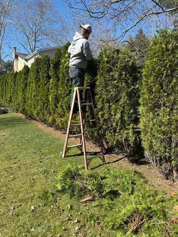 Shrub Trimming